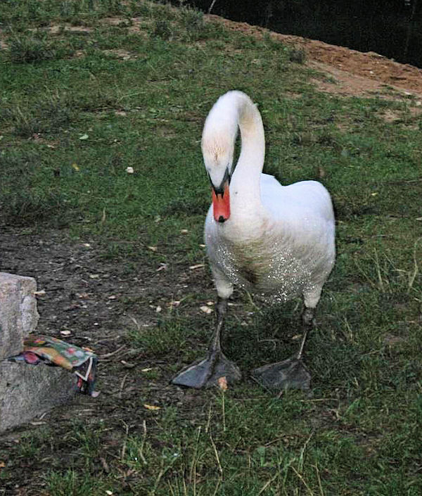 Tábořiště Boreček