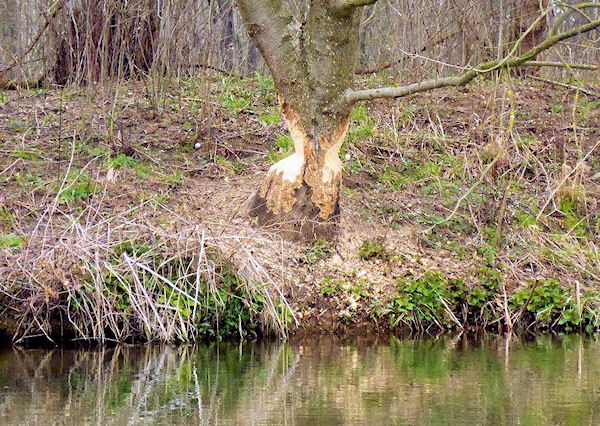 Bobři na Dyji