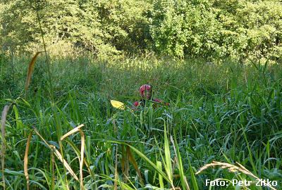 Mutynevsky potok Mutynevsky potok