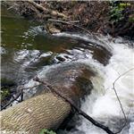 Padlý kmen pod Nemilkovem