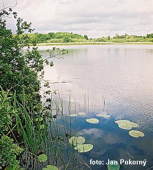 Rybnik